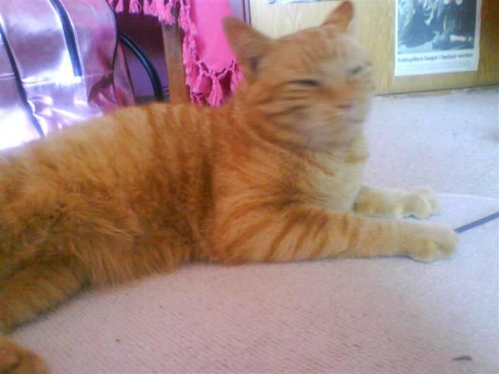 Huskat Jensen billede 20