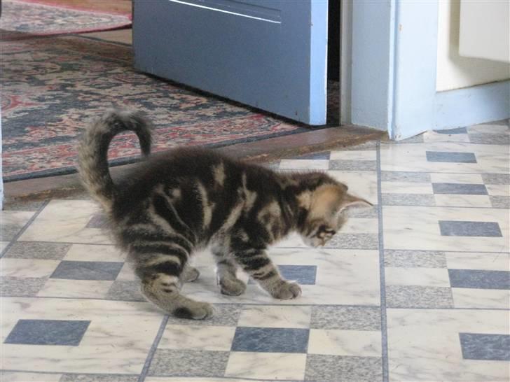 Huskat Skattepigen **I himlen**† billede 10