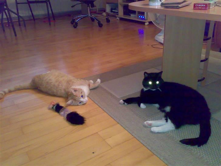 Huskat lost - ligger lige her med min gode ven men hun er det ikke mere for jeg skal jo passe på mine unger  billede 4