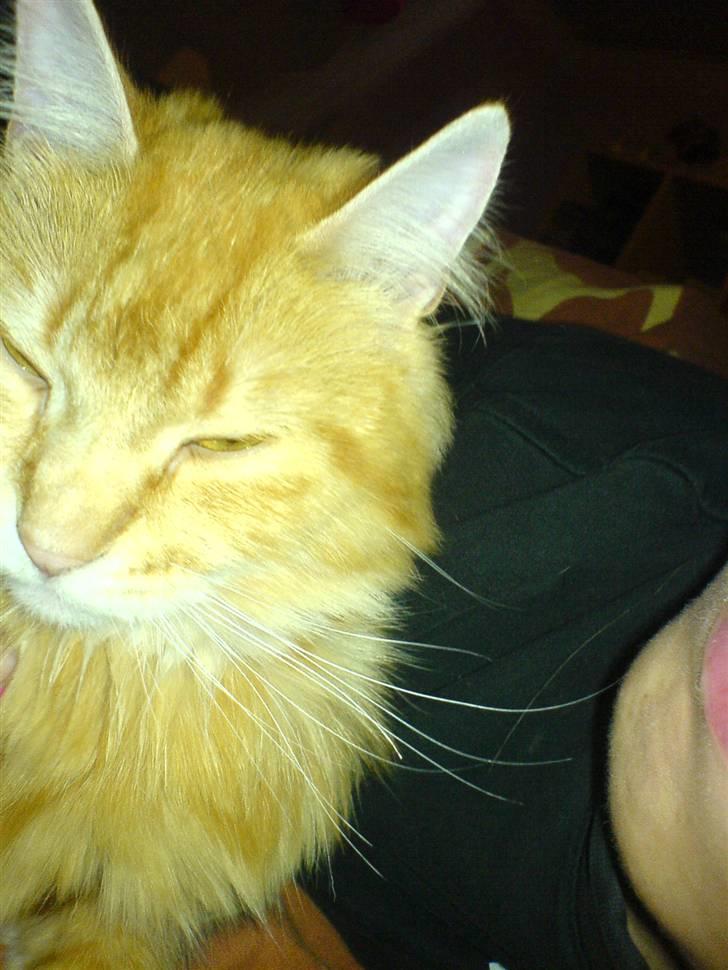 Blanding af racer Cherie *RIP* billede 6