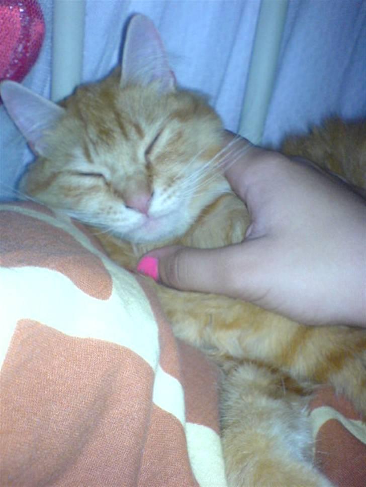 Blanding af racer Cherie *RIP* billede 7