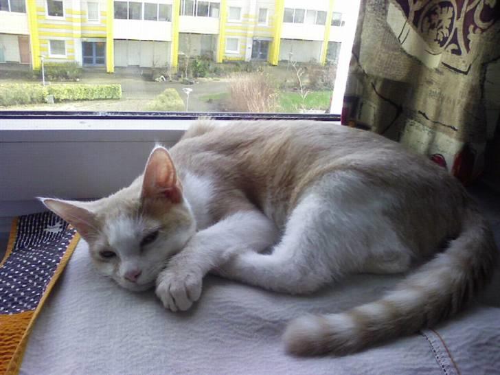 Huskat sara billede 6