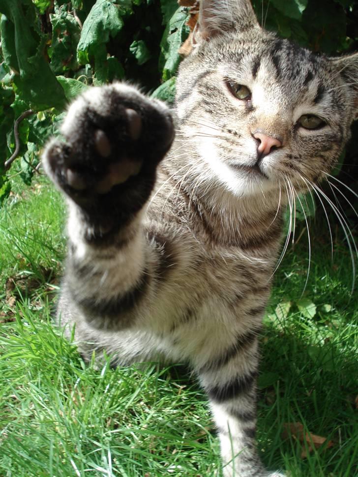 Huskat Pjevs billede 2