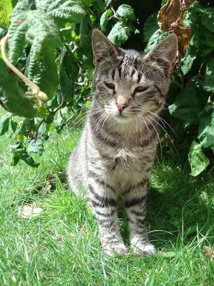 Huskat Pjevs billede 3