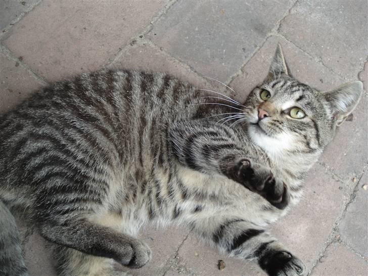 Huskat Pjevs billede 4