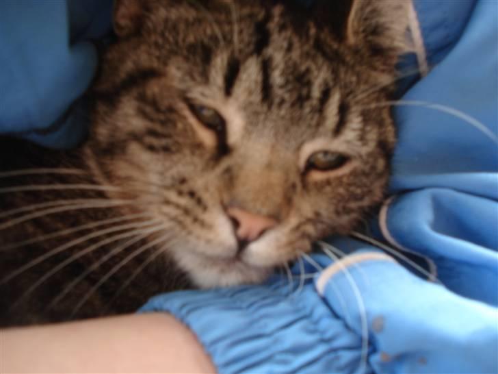 Huskat Pjevs billede 5