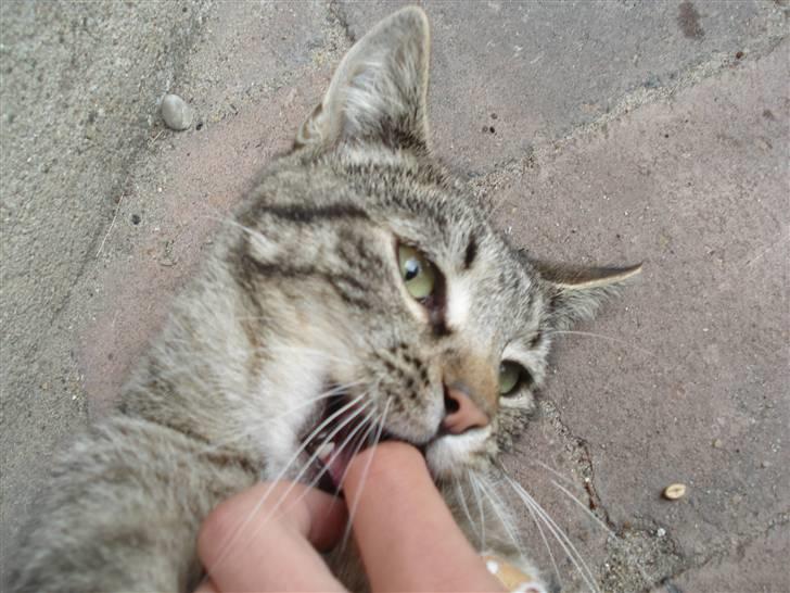 Huskat Pjevs billede 6