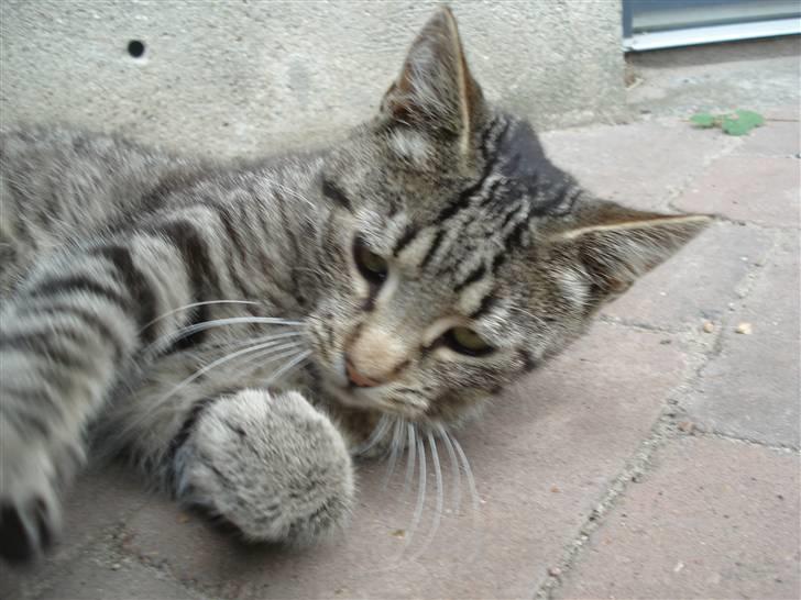 Huskat Pjevs billede 7