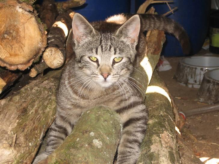 Huskat Pjevs billede 8