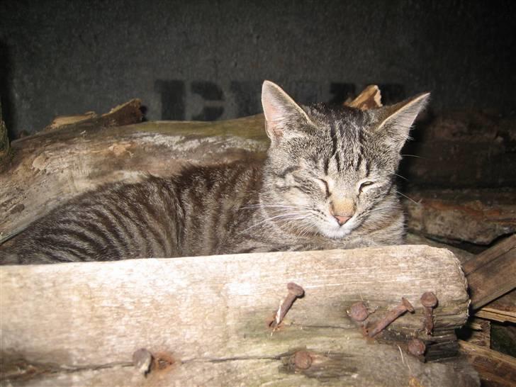 Huskat Pjevs billede 9