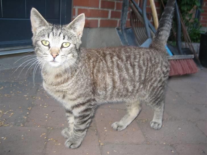 Huskat Pjevs billede 10