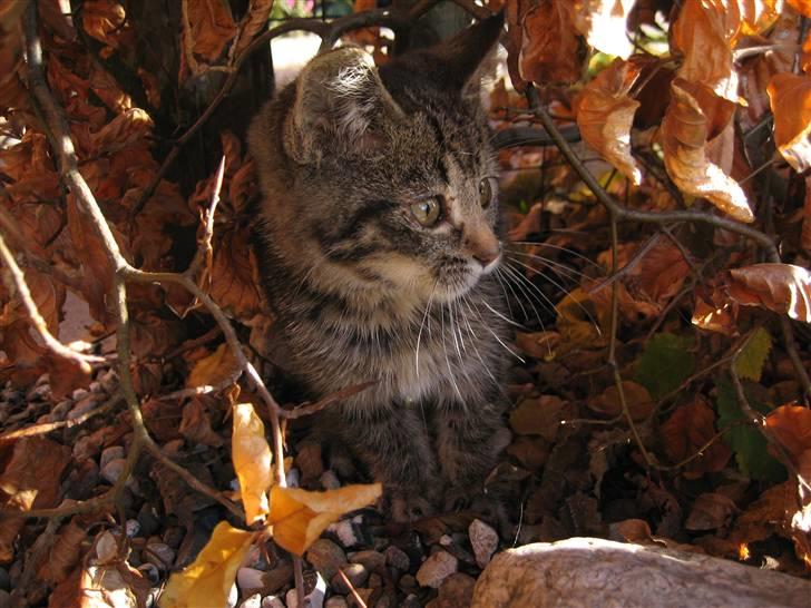 Huskat Pjevs billede 11