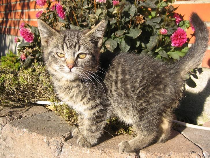 Huskat Pjevs - Pjevs som bette killing :o) billede 12