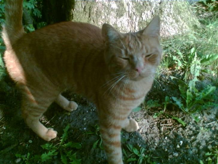 Huskat bella billede 1