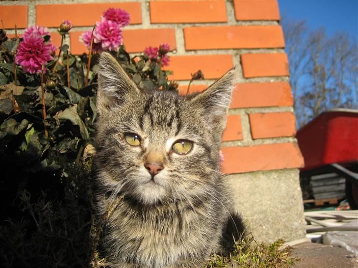 Huskat Pjevs billede 13