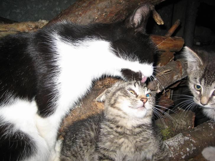 Huskat Pjevs - Altså moar! ;) billede 14