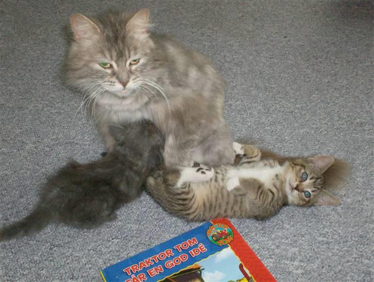 Norsk Skovkat Lulle *Solgt 3-1-09* - Kun en lille tår så... (lulle har ikk mere mælk)  billede 8