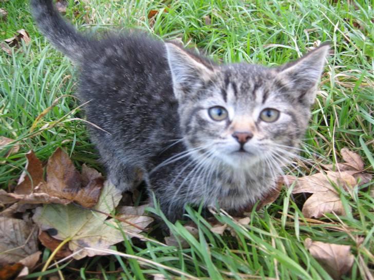 Huskat Pjevs billede 15