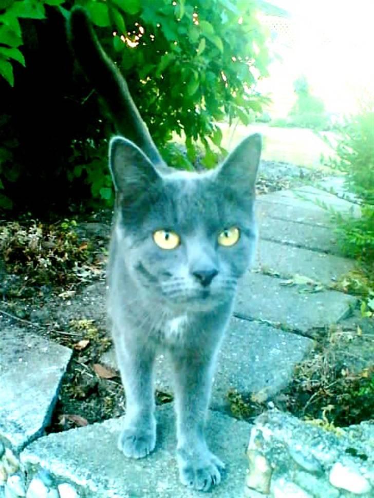 Blanding af racer bisse billede 1