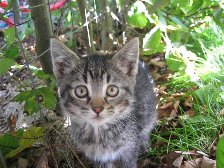 Huskat Pjevs billede 16