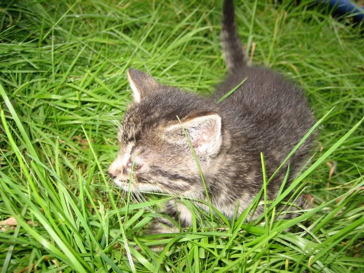 Huskat Pjevs billede 17