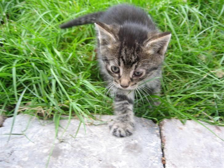 Huskat Pjevs billede 18