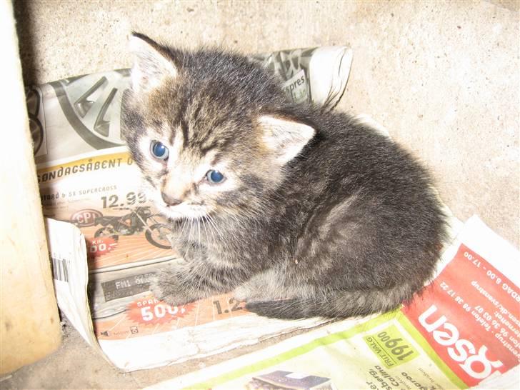 Huskat Pjevs billede 19