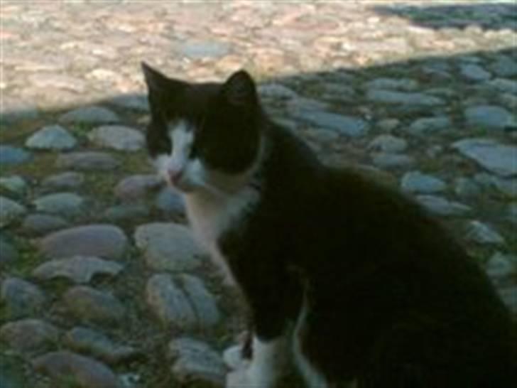 Huskat mille billede 1