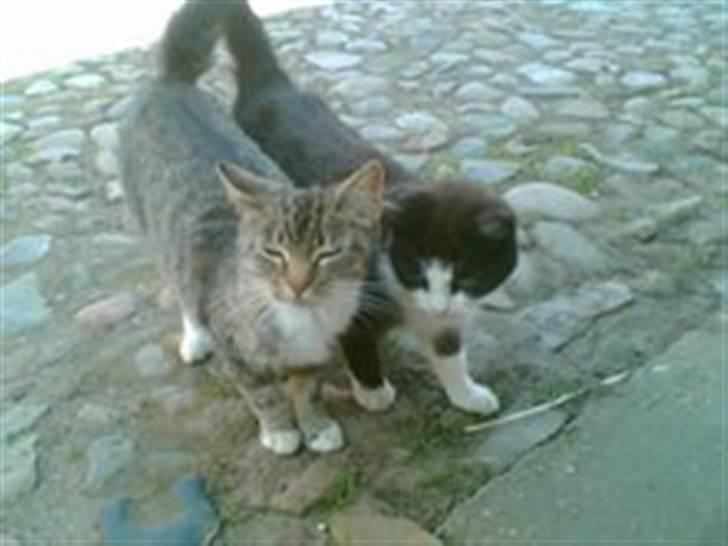 Huskat mille billede 2