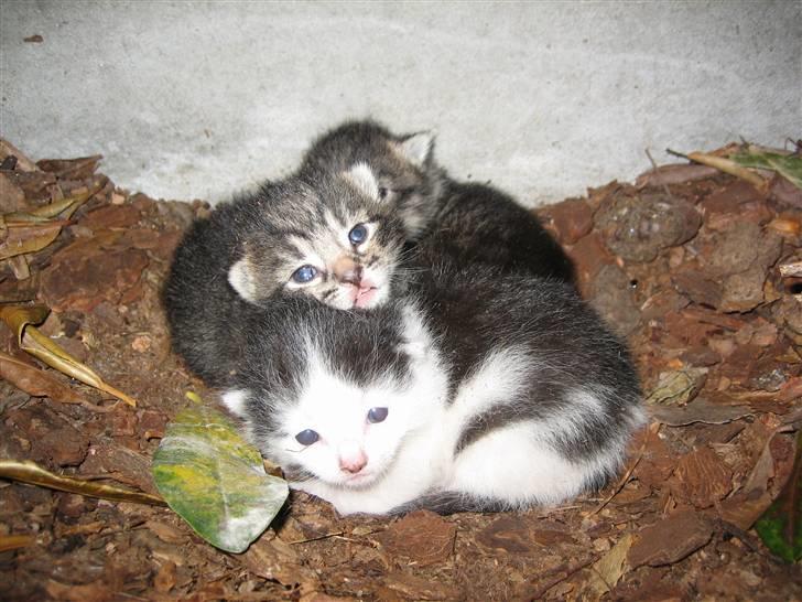 Huskat Pjevs billede 20