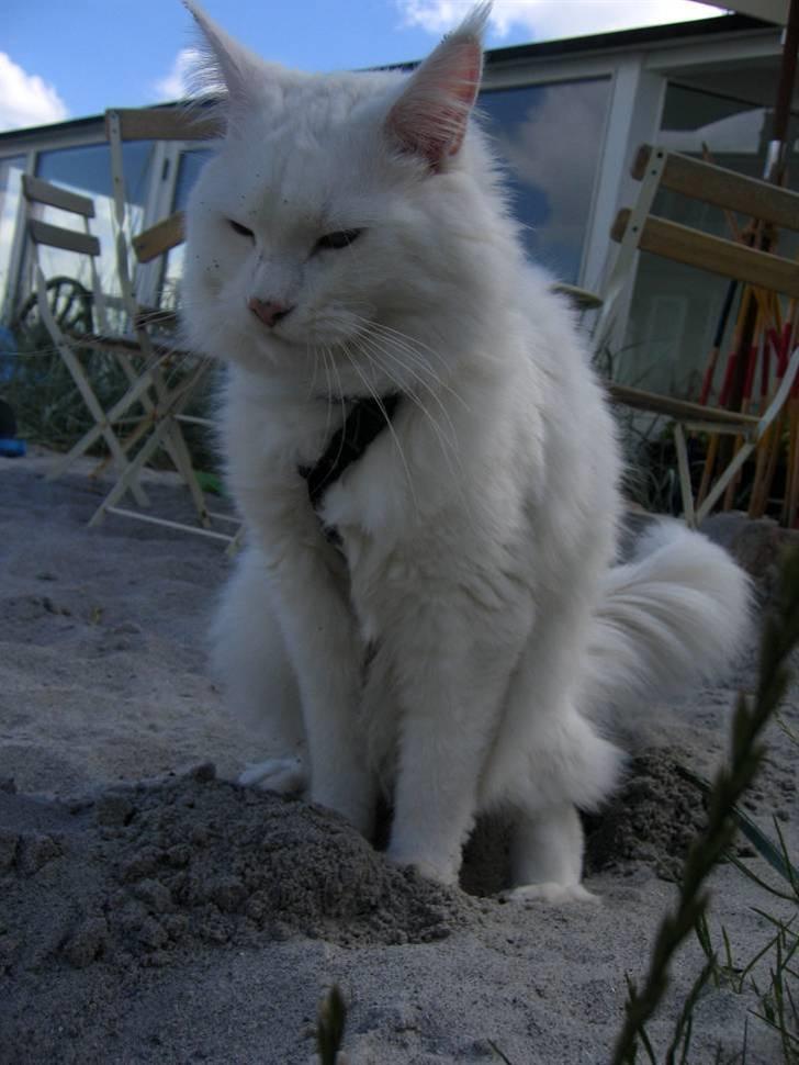 Maine Coon Àron - 29. August 2008. billede 13