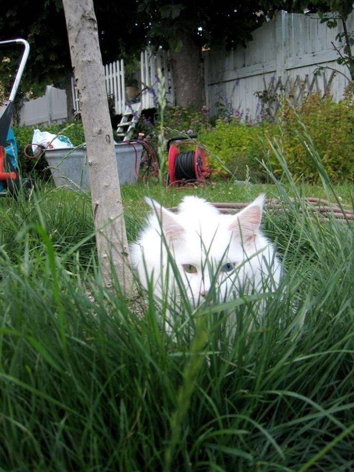 Maine Coon Àron - 13. Maj 2009. billede 17