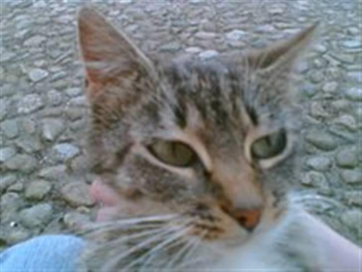 Huskat Stribe billede 1