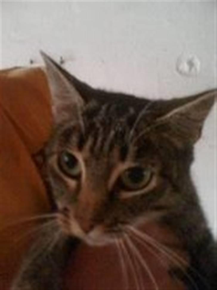 Huskat Stribe billede 3