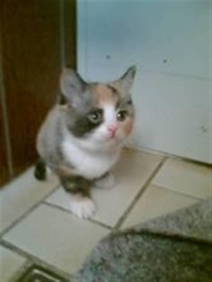 Huskat Oliver billede 1