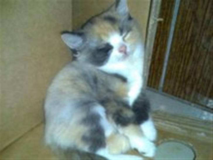 Huskat Oliver billede 2