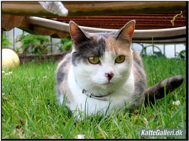Blanding af racer Rose - Velkommen til Rose´s profil ((; billede 2