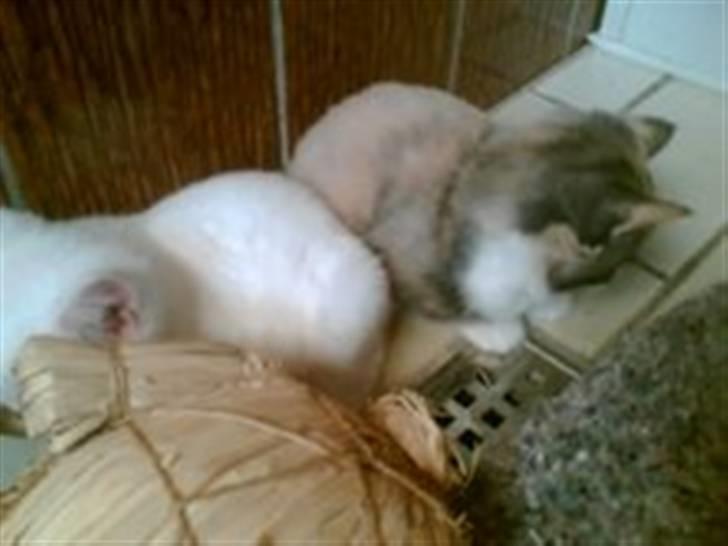 Huskat snehvide billede 2