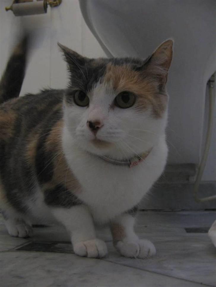 Blanding af racer Rose - Halloween Katten! billede 5
