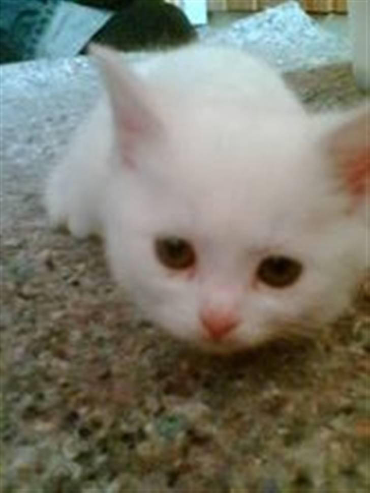 Huskat snehvide billede 3