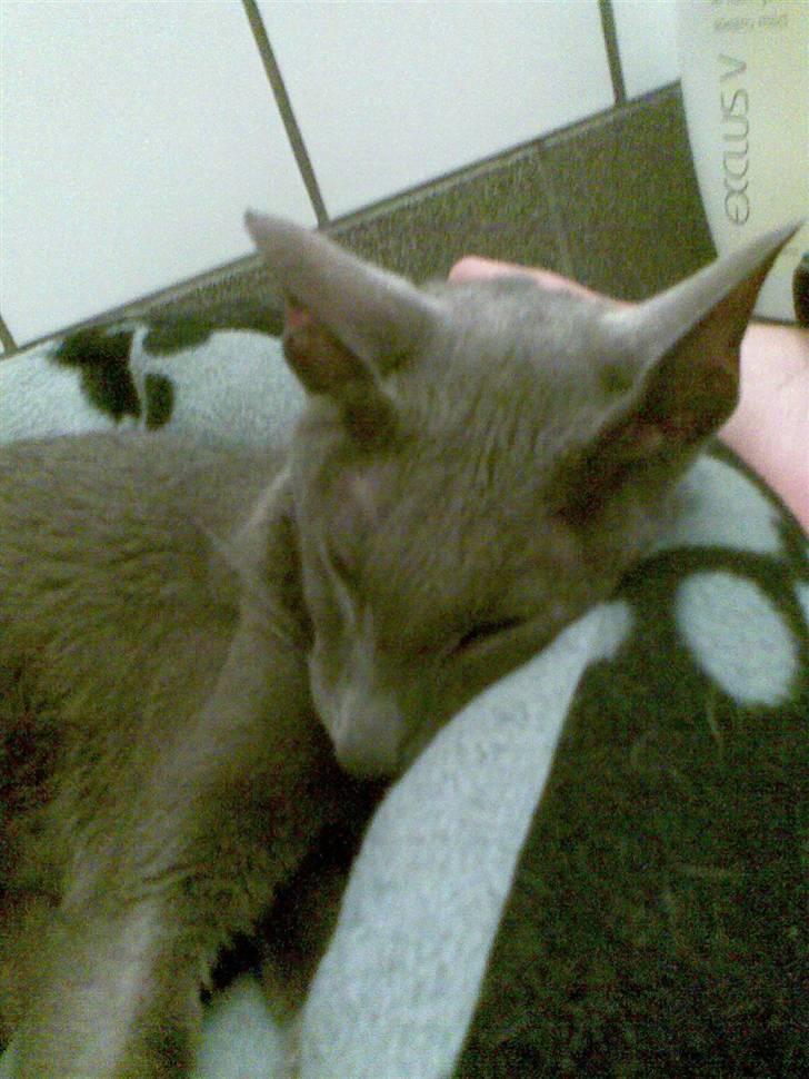 Orientaler Likita Doffy (Ming) R.I.P - Sover :D billede 1