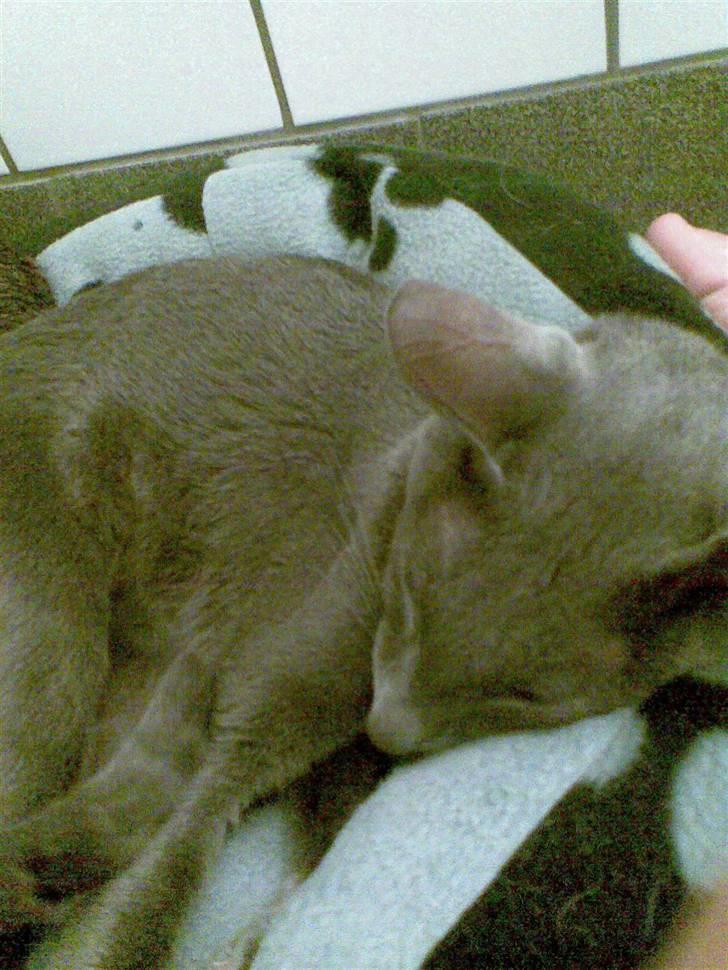 Orientaler Likita Doffy (Ming) R.I.P - .o0ZZzzZzZzzZzZZZzzzzzZZ0o. billede 2