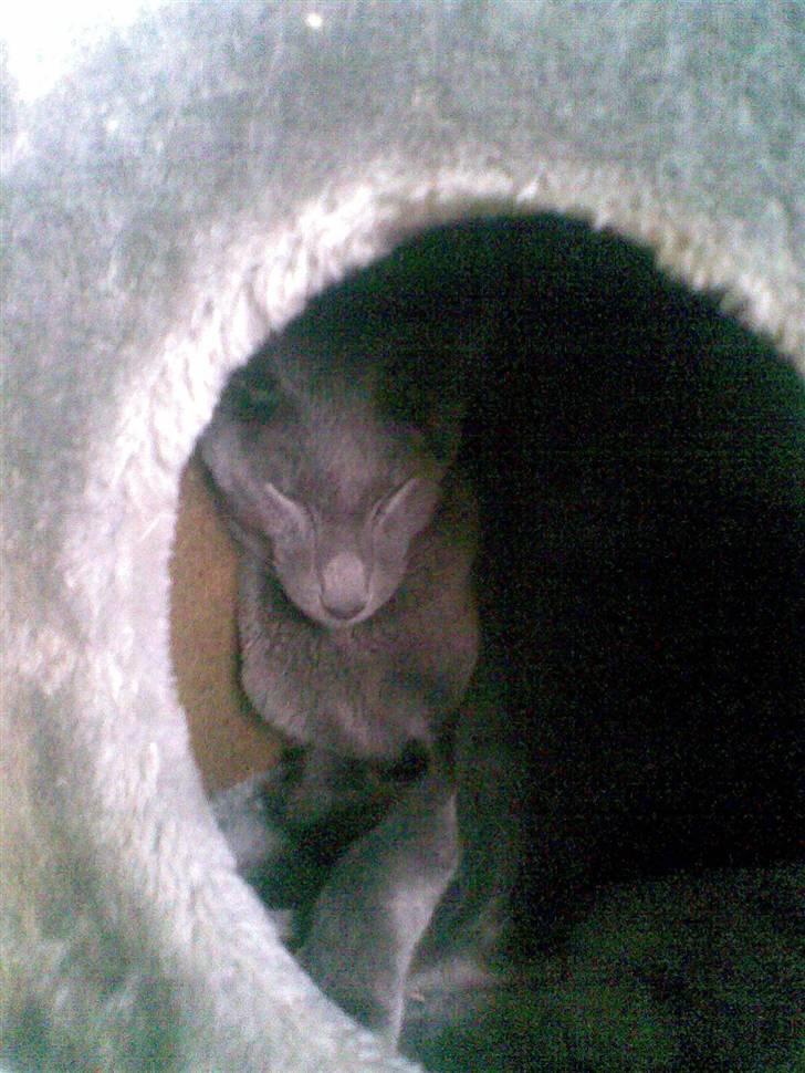 Orientaler Likita Doffy (Ming) R.I.P - Tager mig lige en lur :D billede 4