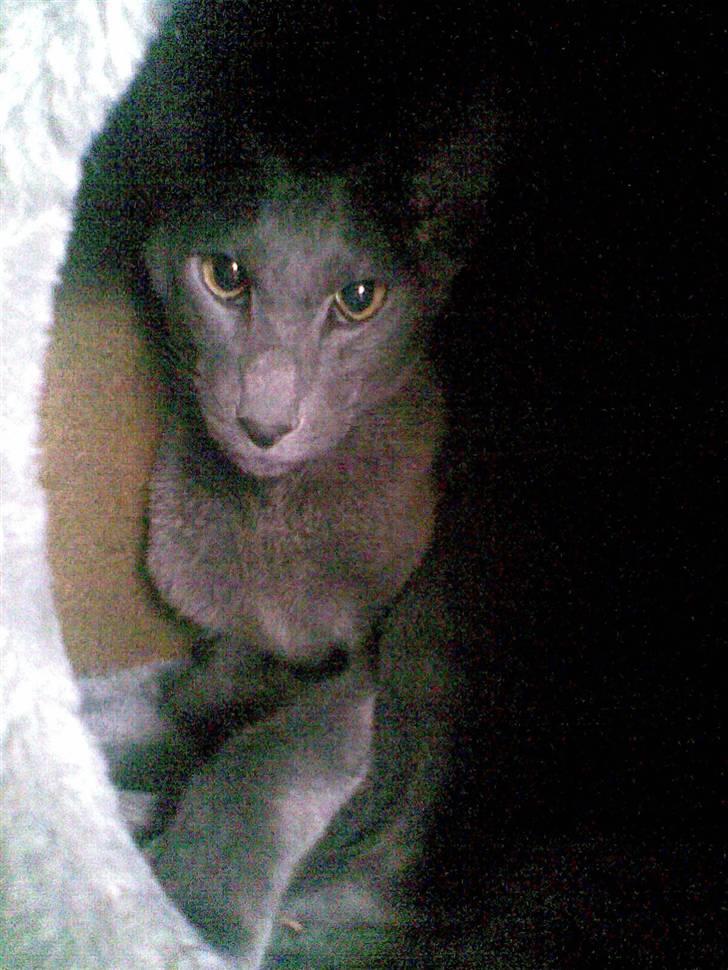 Orientaler Likita Doffy (Ming) R.I.P - Er altså ikke glad for den blitz mor :( Men jeg er vågen :D billede 5