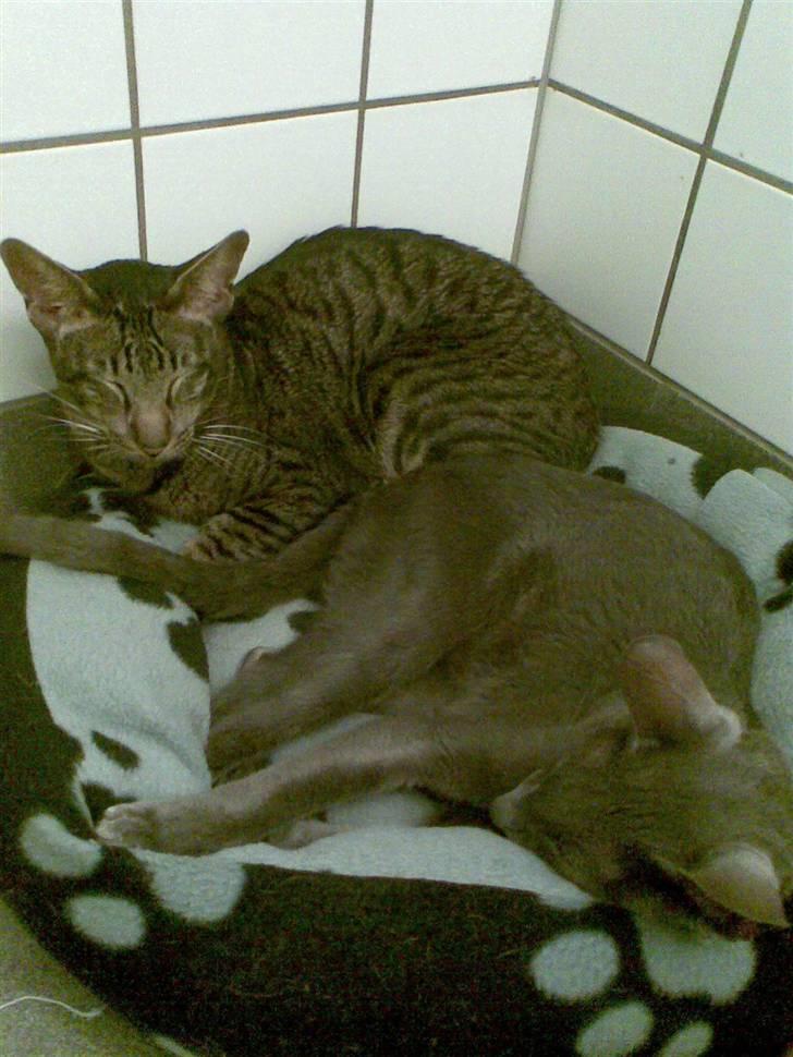 Orientaler Thurah Sochin R.I.P - Mig og Ming min katte bror min hunde bror ville ikke sidde stille :D billede 2