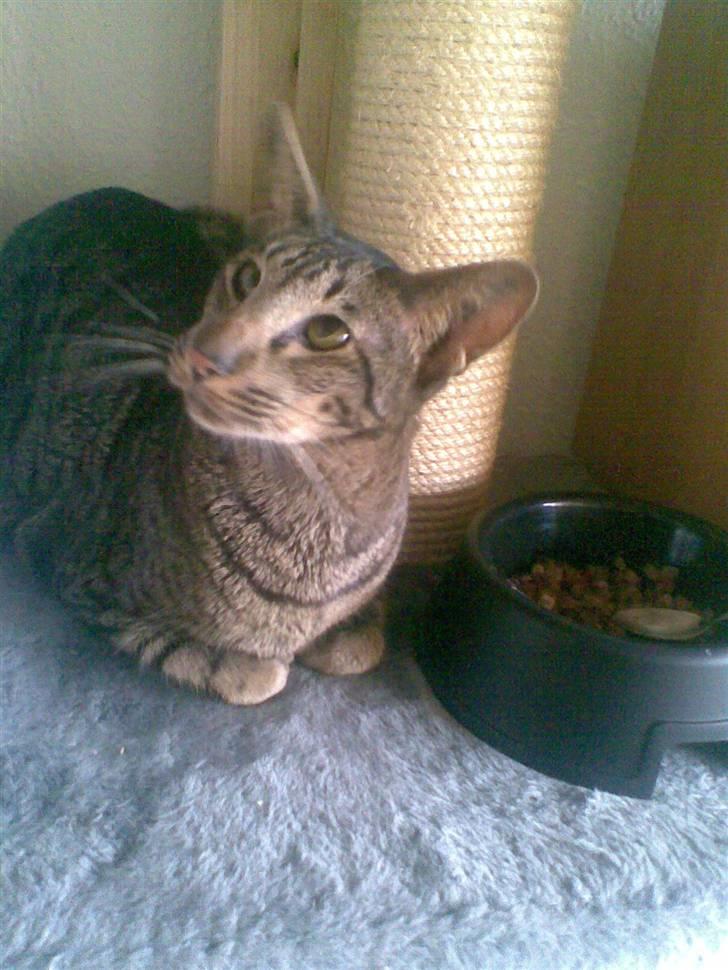 Orientaler Thurah Sochin R.I.P - Var der nogen der sagde "FISK" billede 3