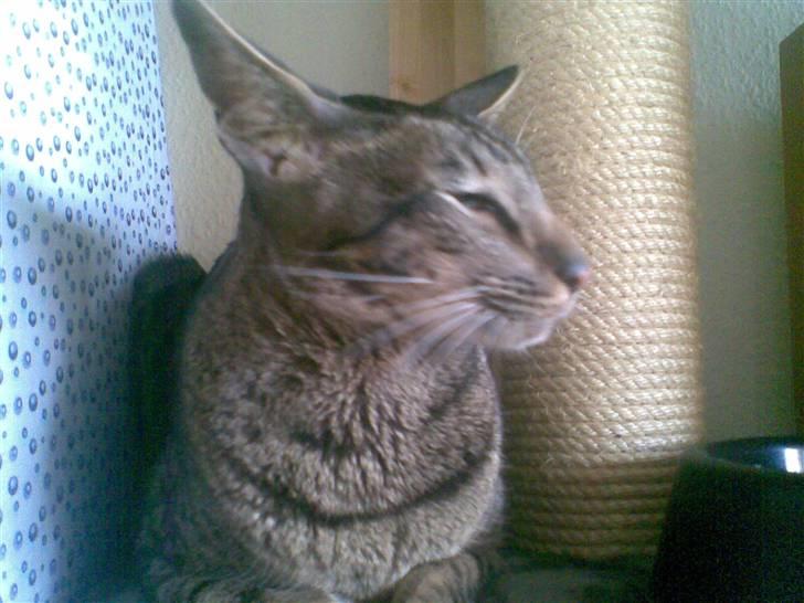 Orientaler Thurah Sochin R.I.P - Nu jeg mobset mor ville lige tage billed før nusseriet :( Men hey jeg har heeeeele natten :D billede 4