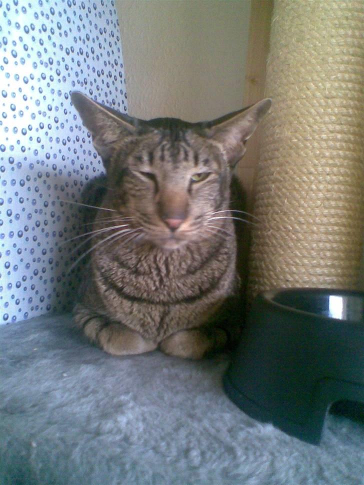 Orientaler Thurah Sochin R.I.P - Træt :D billede 5