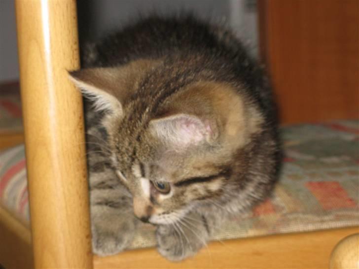 Huskat Skattepigen **I himlen**† billede 11