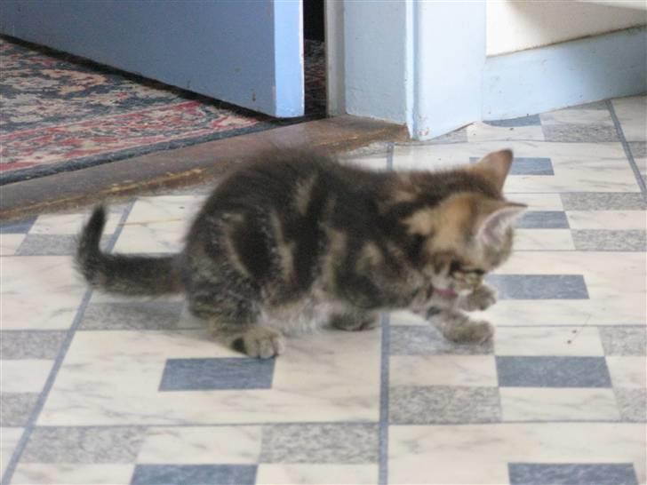 Huskat Skattepigen **I himlen**† billede 12